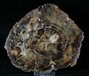 Petrified Wood (Araucaria) Slab - Madagascar #19563-1